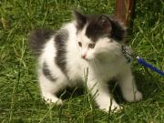 Kitten!