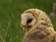Very cute owl