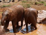 More baby elephants