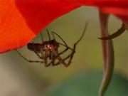 Itsy bitsy spider