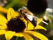 Bzzz