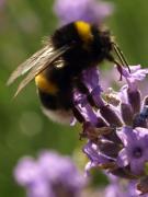 Bzzz
