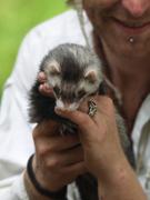 Ferrety