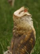 Owly