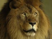 Lion Portrait